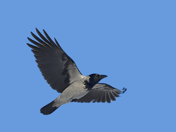 Varis, Hooded Crow, Corvus corone cornix